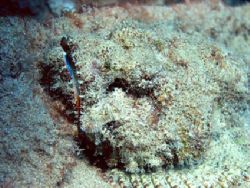 Titan Scorpionfish. Taken at Kahe Point, Oahu, Hawaii. Ol... by Rob Van Orden 